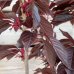Prunus serrulata, Sakura okrasná ´ROYAL BURGUNDY´, kont. C15L, výška: 150-180 cm (-30°C)